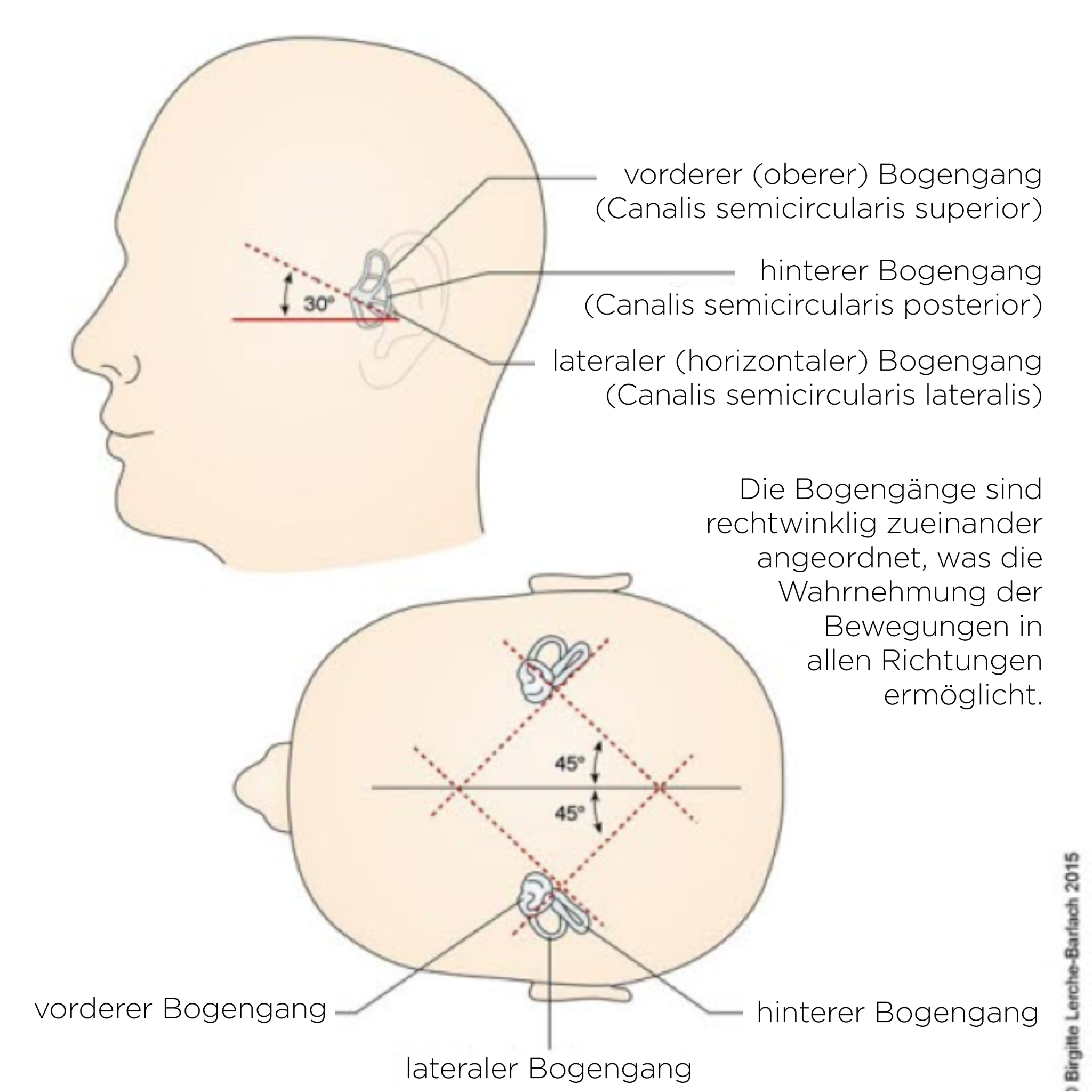 Bogengänge