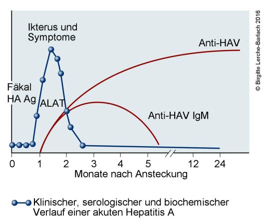 Verlaufskurve Hepatitis A