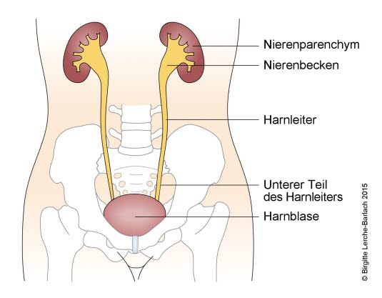 Grad 2 Harnreflux