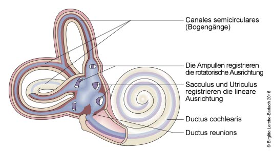 Cochlea und Vestibulum