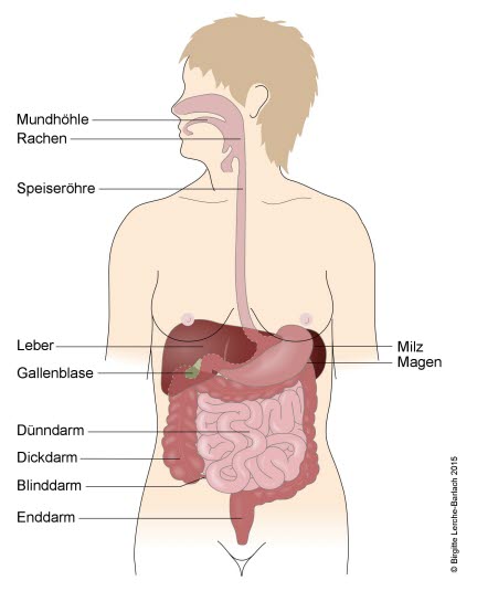 Übersicht Abdominalorgan