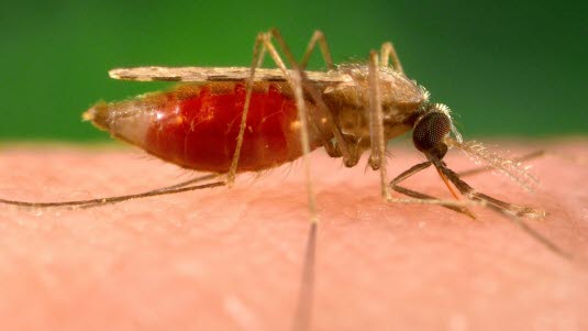 Anopheles-Mücke bei der Blutmahlzeit