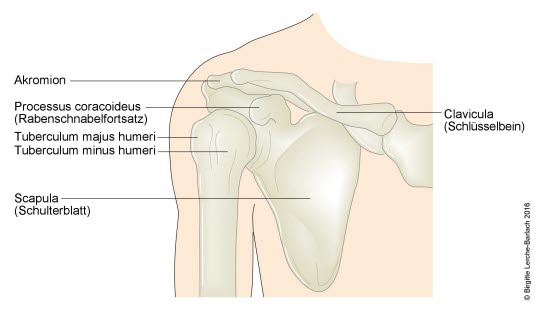 Knochen des Schultergelenks, schematische Darstellung