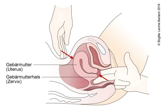 Palpation der Gebärmutter