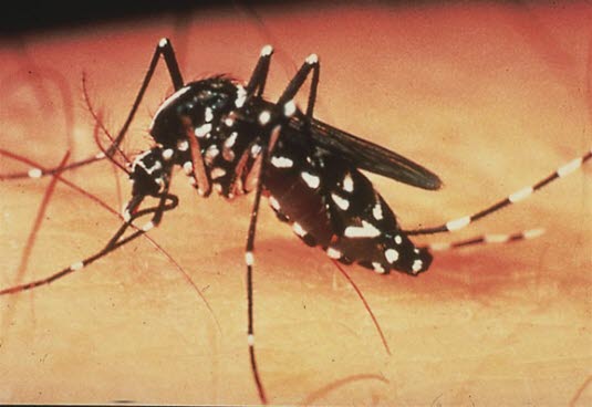 Gelbfiebermücke (Aedes aegypti)