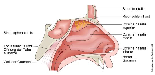 Nase mit Conchae und Nebenhöhlen