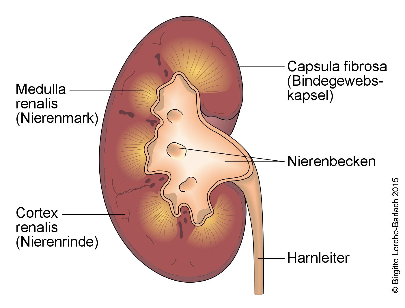 Niere Querschnitt.jpg