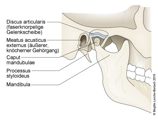 Das Kiefergelenk