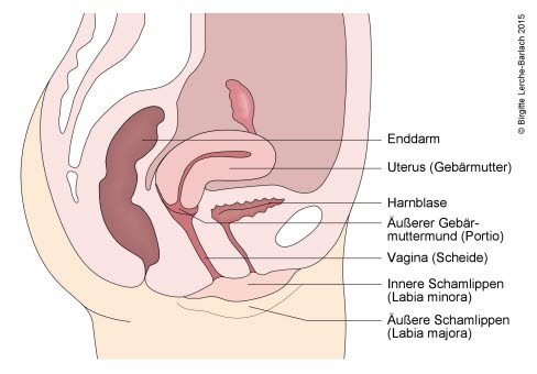 115 Genitalia interna_ Seitenansicht.jpg