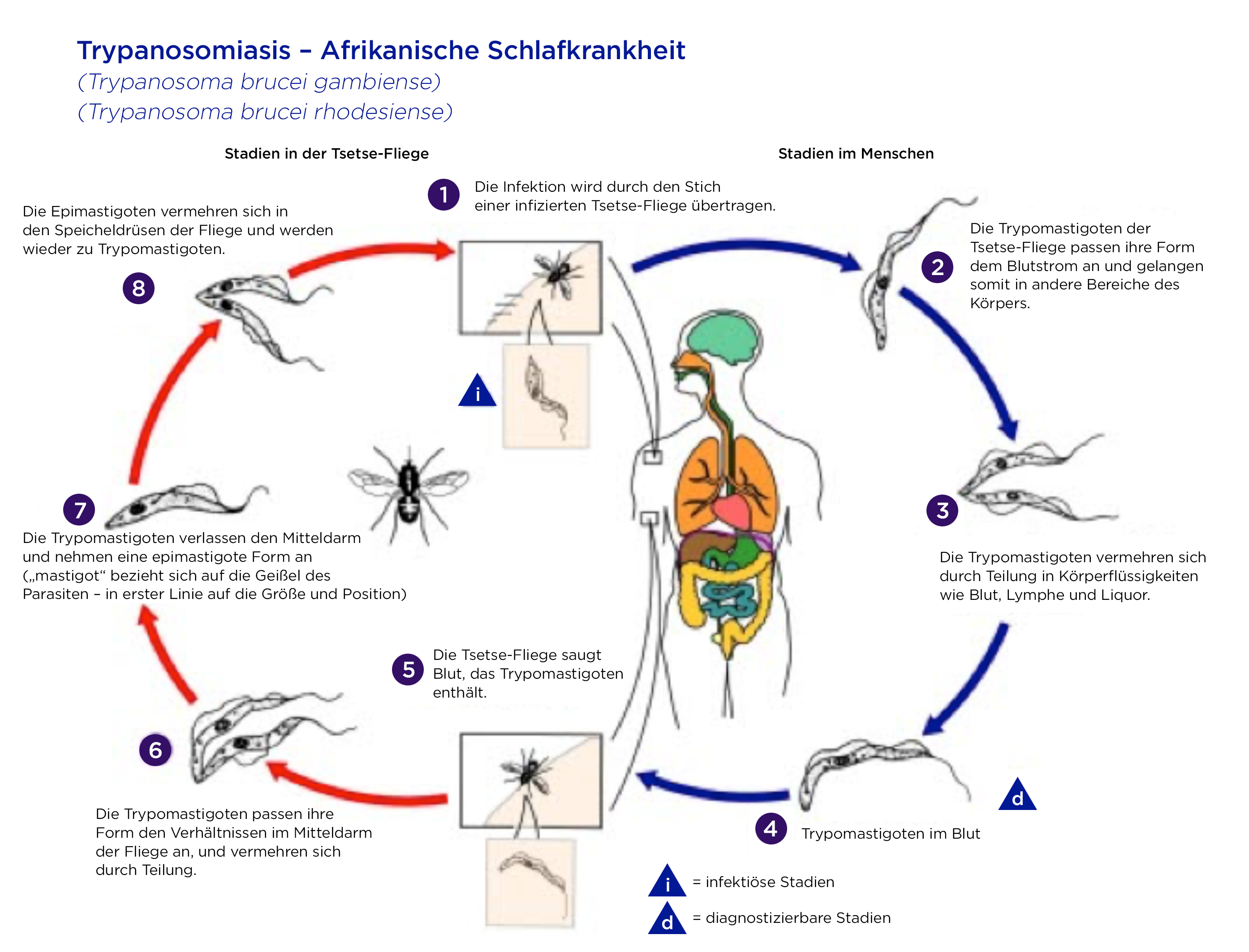 Lebenszyklus der Trypanosoma brucei:  Zwei Varianten dieser Parasiten befallen den Menschen. Trypanosoma brucei rhodesiense (ostafrikanische Schlafkrankheit) und Trypanosoma brucei gambiense (westafrikanische Schlafkrankheit)