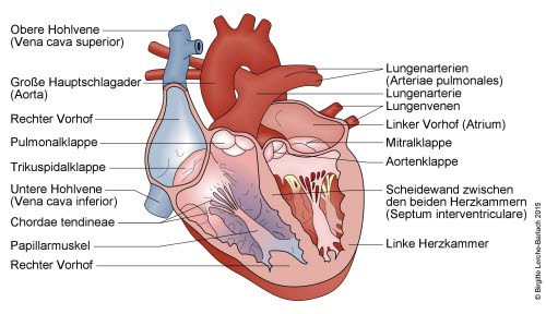 168-herz-innenseite.jpg