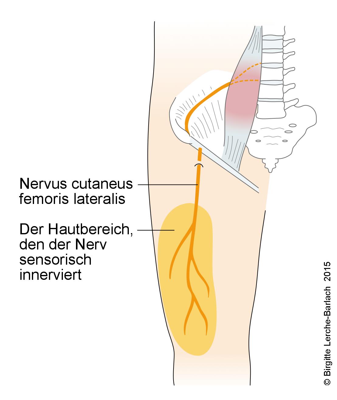 Nervus cutaneus femoris lateralis