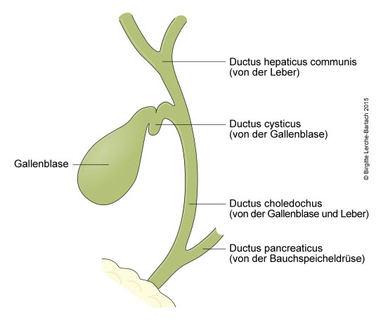 Gallenblase