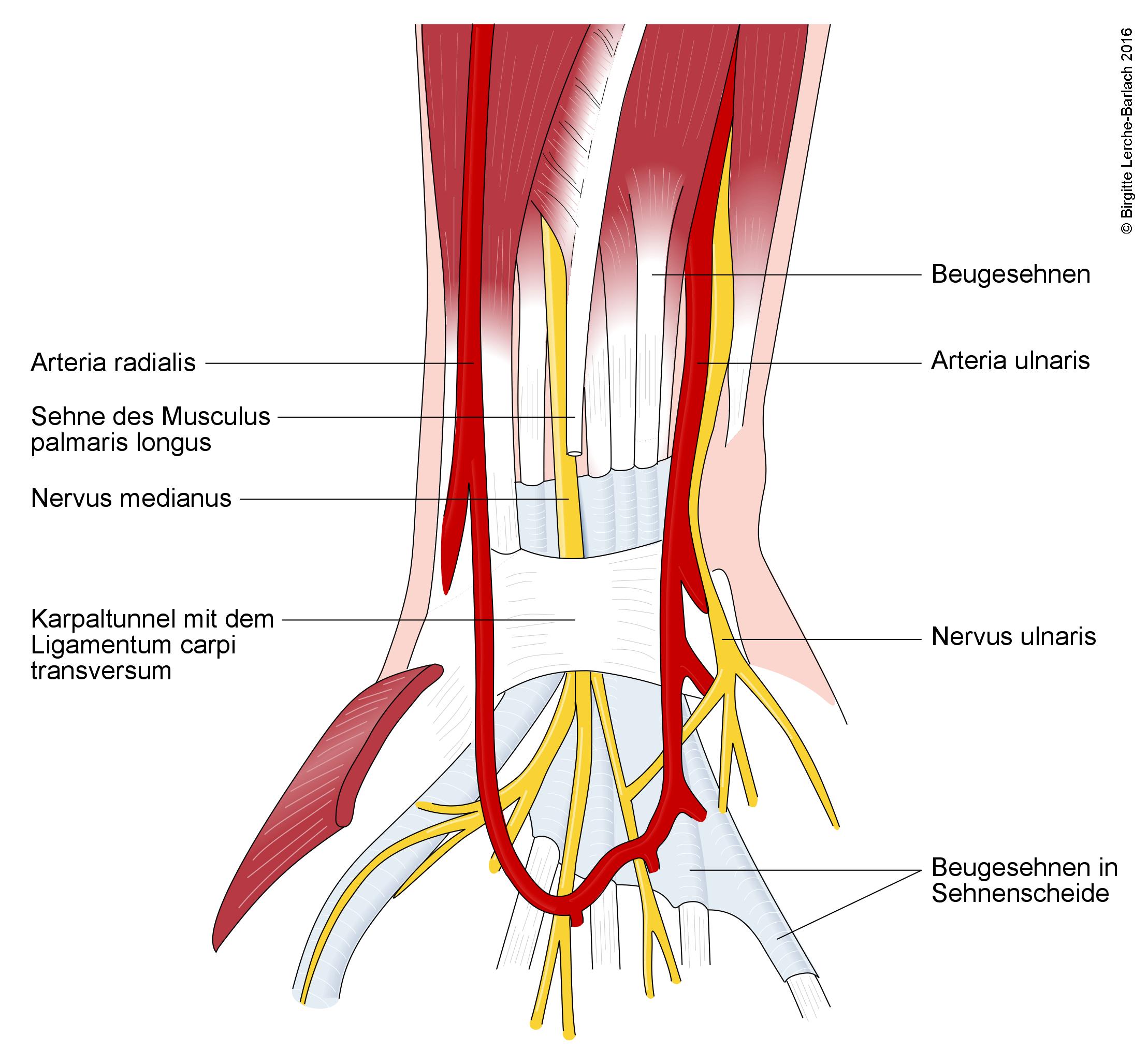 Karpaltunnelsyndrom, Anatomie und Symptome