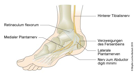Fuß, Skelett und Nerven