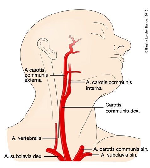 Arteria carotis und Arteria vertebralis