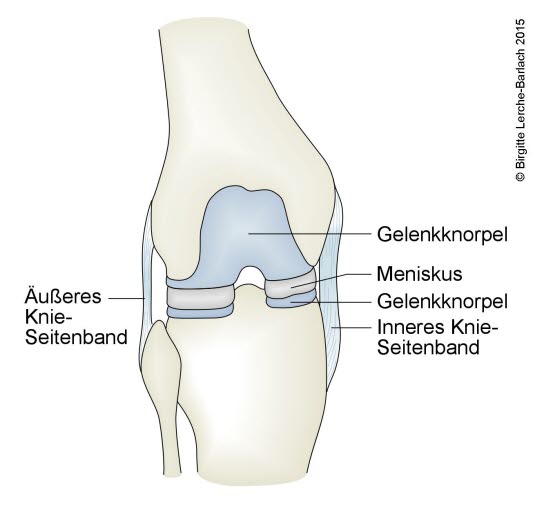 Kniegelenk mit Meniskus