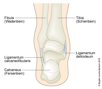 549-sprunggelenksbander-von-hinten.jpg