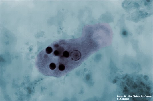 Entamoeba histolytica ist sehr schwer von E. dispar zu unterscheiden. Entamoeba histolytica ist pathogen, E. dispar nicht. Erythrophagozytose (rote Blutzellen im Cytoplasma der Amöbe) ist eine Eigenschaft, die nur E. histolytica besitzt, nicht aber E. dispar. Dies gibt die Möglichkeit, beide voneinander zu unterscheiden.