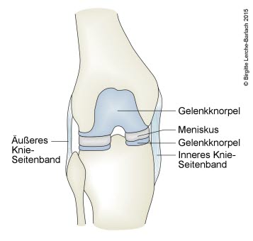 616-knie-rechts-vorderansicht.jpg