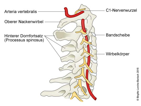 Halswirbelsäule