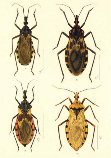 Beispiele verschiedener Triatominae