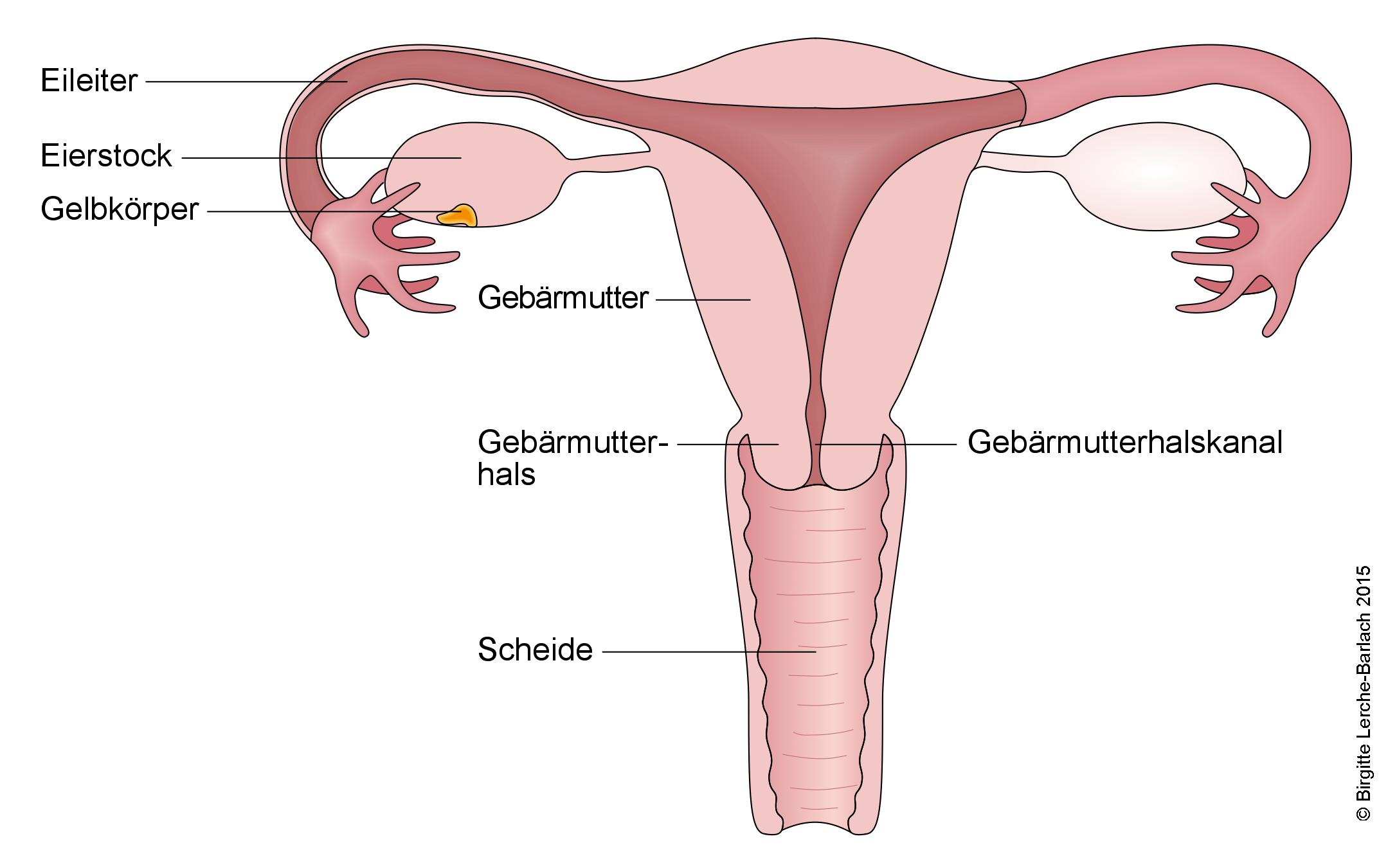 Gebaermutter, Vorderansicht.jpg