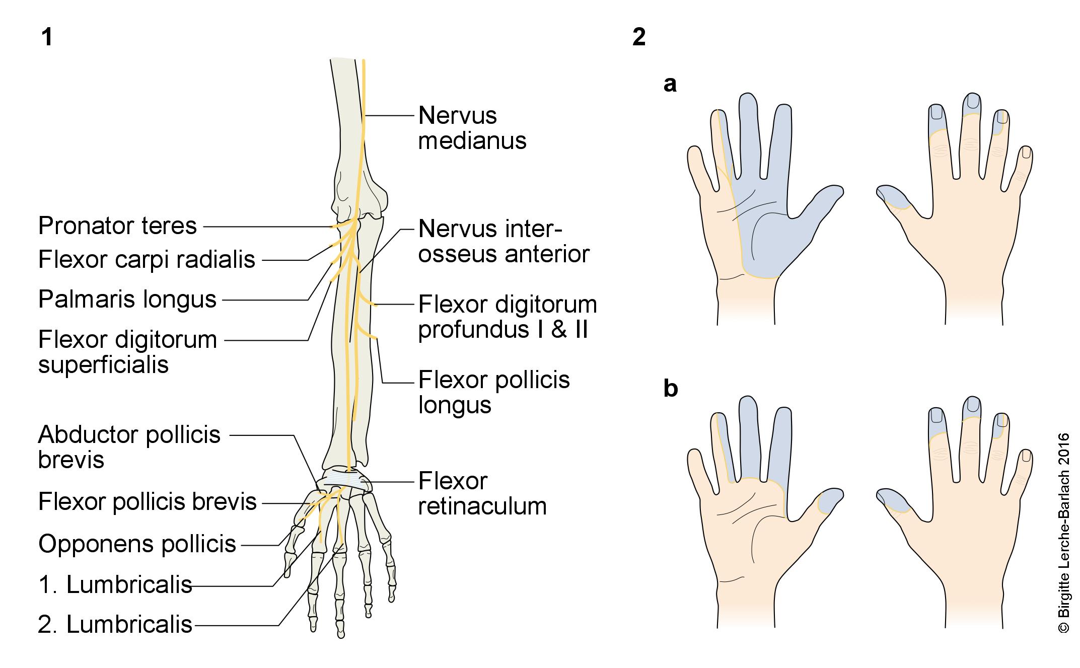 Nervus medianus.jpg