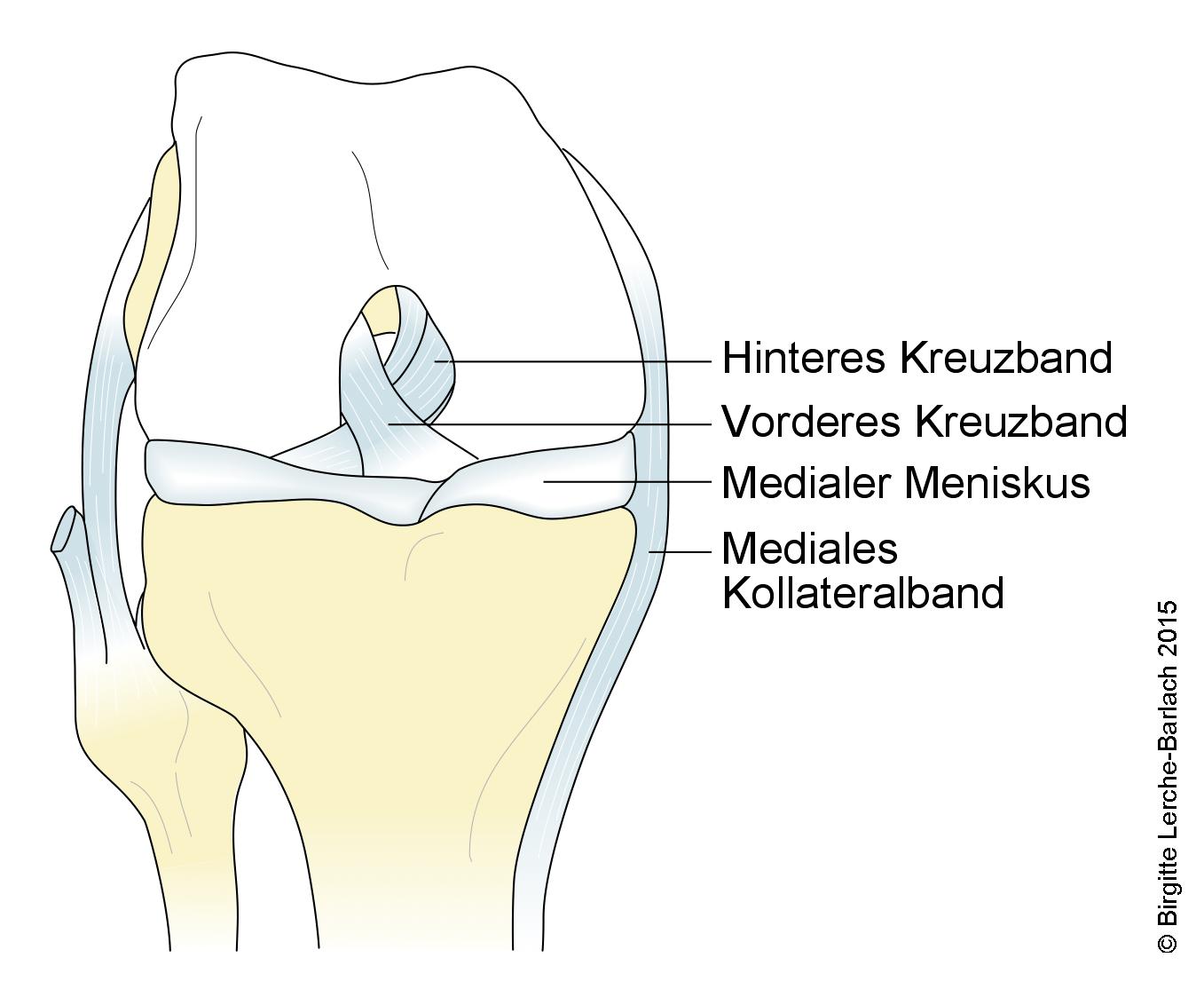 Knie mit Kreuzband, Knie-Seitenband und Menisken, Vorderansicht