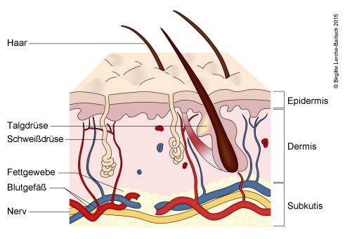 249-querschnitt-der-haut.jpg