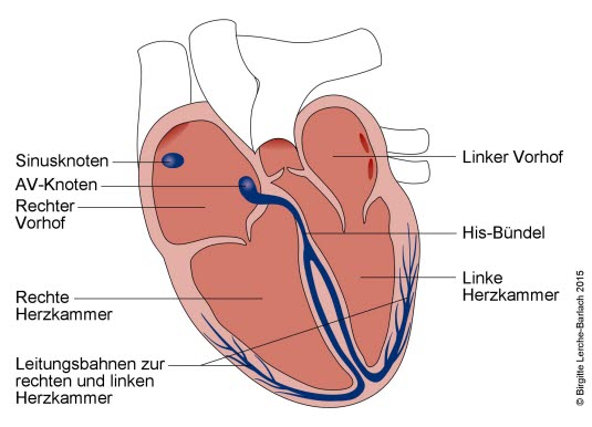 Das Erregungsleitungssystem des Herzens