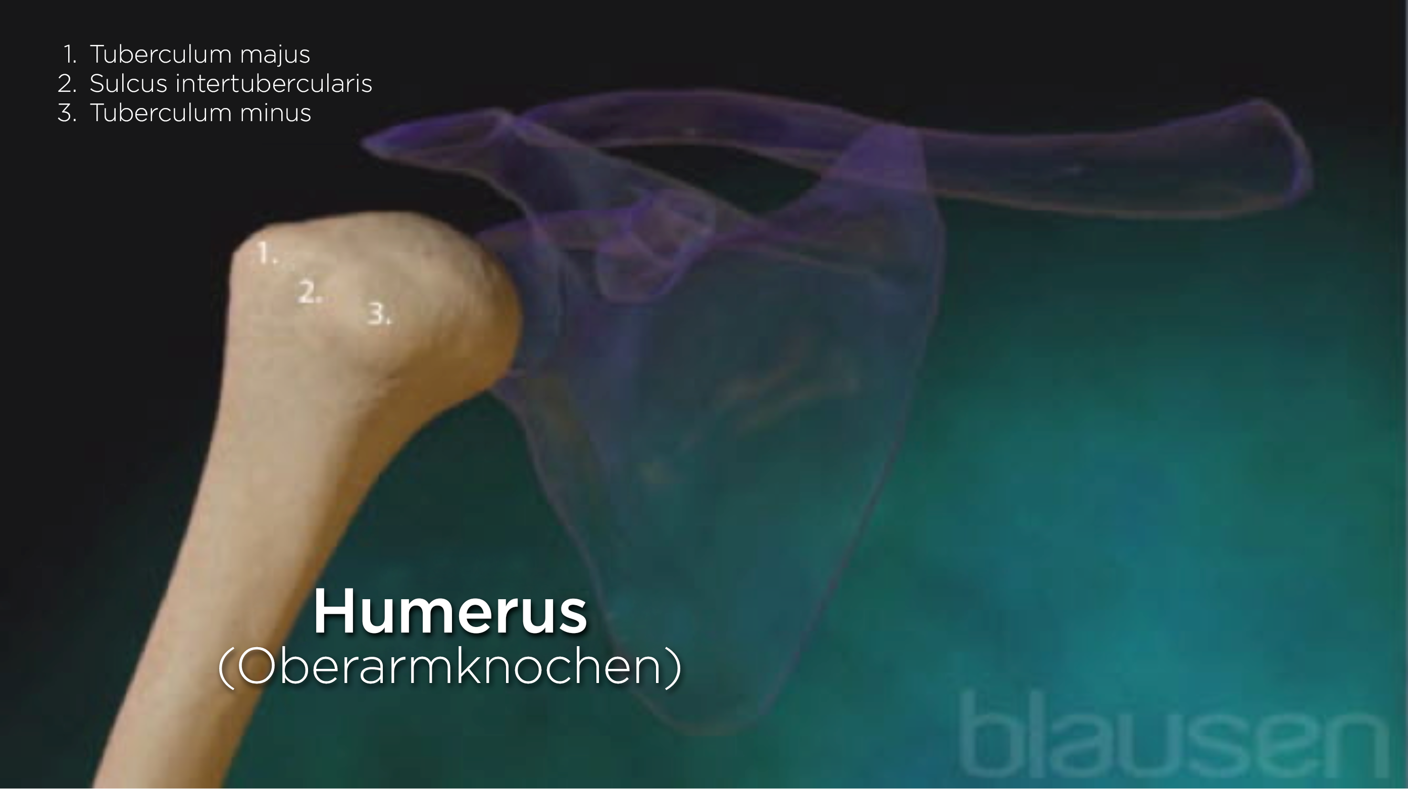 Humerus, Schultergelenk