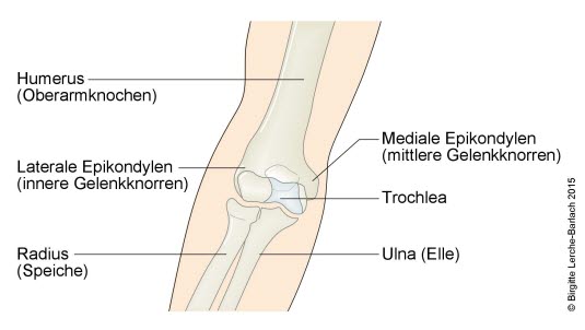 Ellenbogengelenk