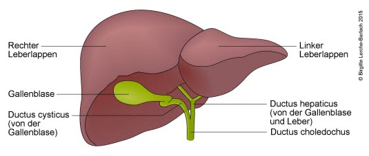 Leber und Gallenblase