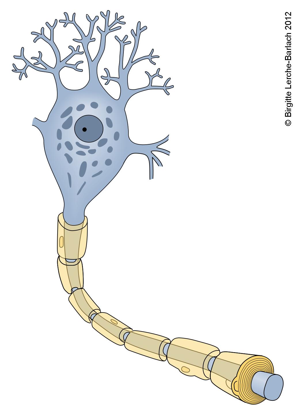 Nervenzelle mit Myelinscheide