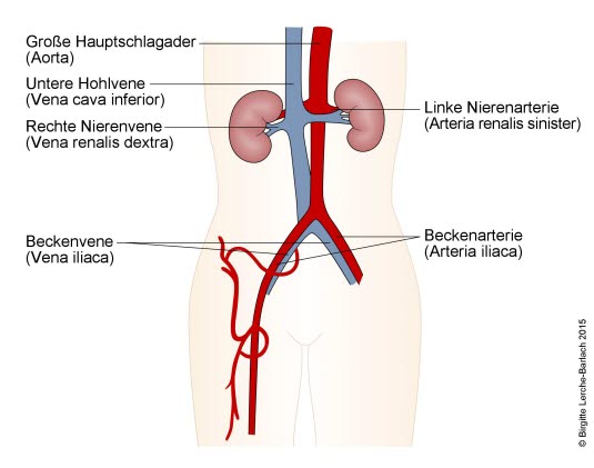 Arterien und Venen im Bauch und in der Leiste