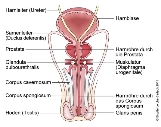 Längsschnitt durch Blase und Penis