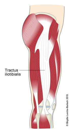 Tractus iliotibialis